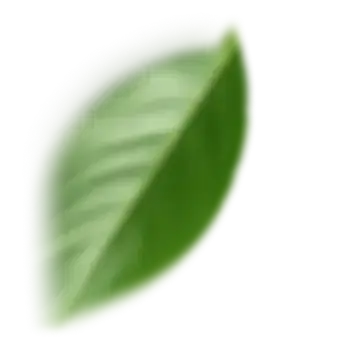 Detalhe folhagem